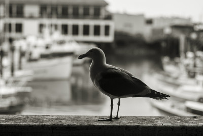 海鸥站在码头