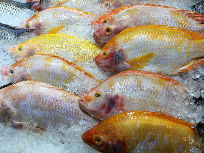 Frozen Yellow Nile Tilapia Fish in a Pile of Ice