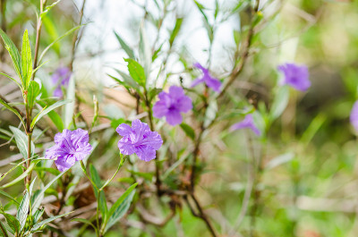 结节花