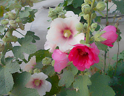 蜀葵花(蜀葵)