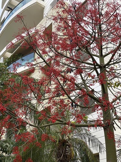 澳洲石竹，俗称石竹