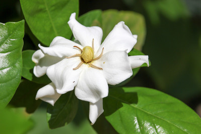栀子花