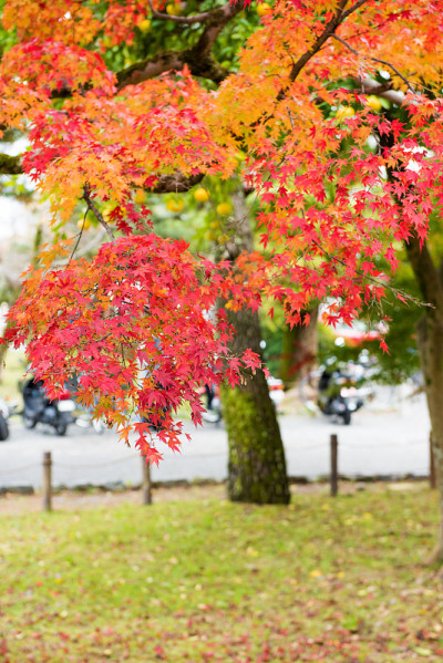 Arashiyama,日本京都
