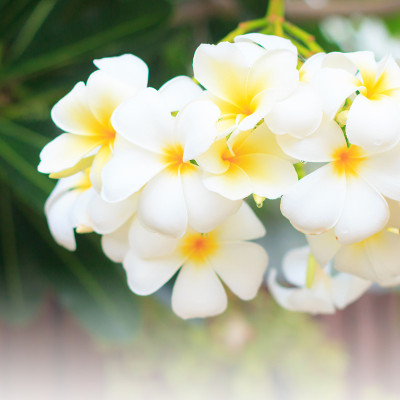 Plumeria