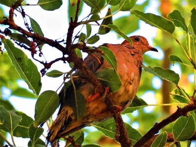 公园里的耳鸽(Zenaida Auriculata)。