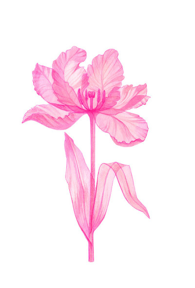 郁金香粉红色的透明花