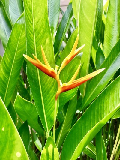 Poás vulcan的热带花卉