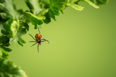 Wood tick hangs on a leaf. Green background. Lurki