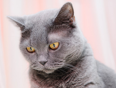 英国的猫