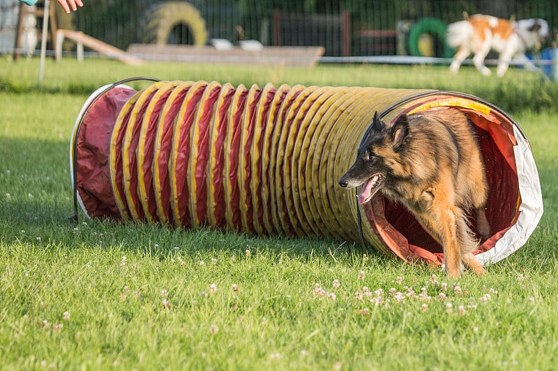 特武伦