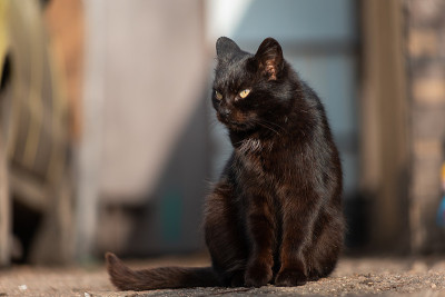 黑猫坐在院子里