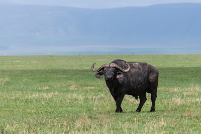 水牛在Ngorongoro