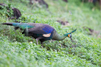 成年雌绿孔雀或爪哇孔雀(Pavo muticus)