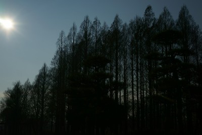 水杉树