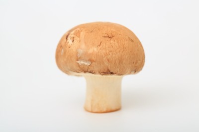 棕色蘑菇