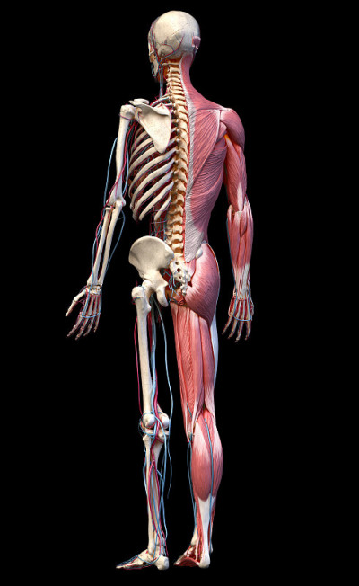 人体骨骼包括肌肉、静脉和动脉。3 d演示。