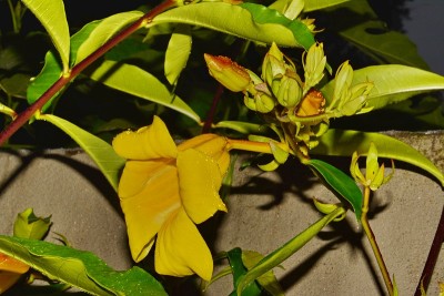 黄蔓黄花