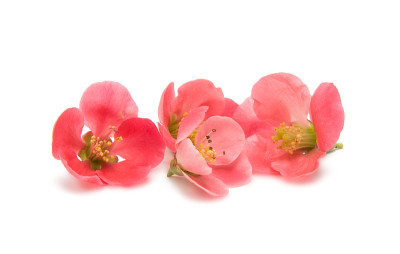 花木瓜