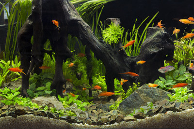 绿色美丽的热带淡水水族馆种植