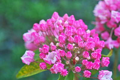 Kalmia