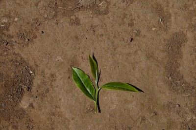 高原的绿茶嫩芽和嫩叶