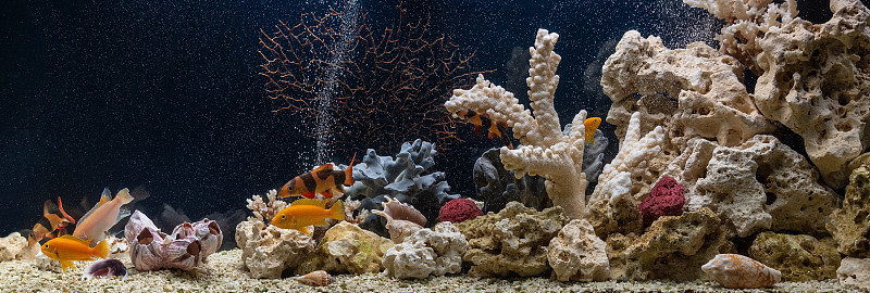 仿海造型的淡水水族馆。水景和水景设计。