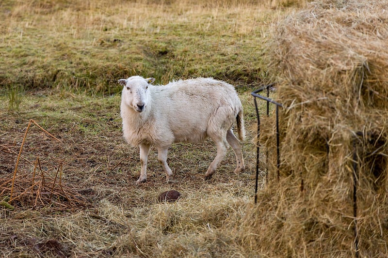 在布雷肯信标(Brecon Beacons)的乡村农田里吃草的绵羊