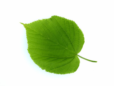 Tilia Cordata, leaf