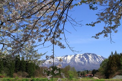 蓝天和樱花