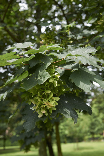 Acer platanoides