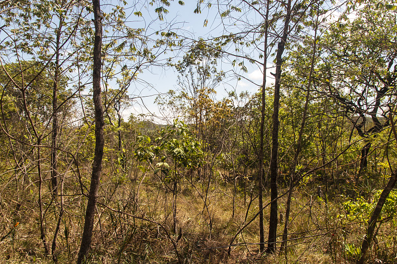 veadeiros的Chapada dos veadeiros