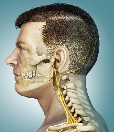 3d渲染医学上准确的男性头部神经系统和骨骼系统的插图