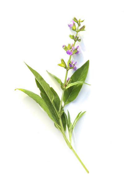 在白色背景上孤立的花的鼠尾草草本小枝。