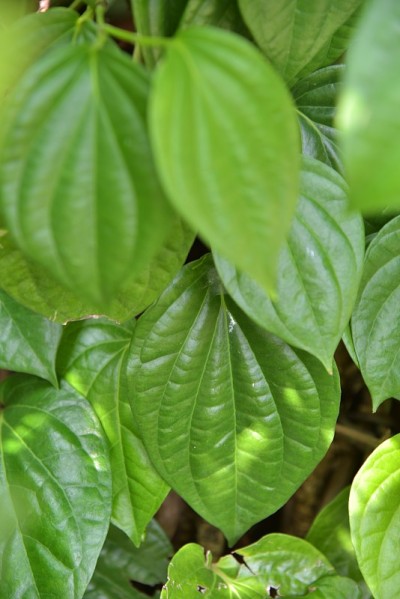 槟榔叶植物