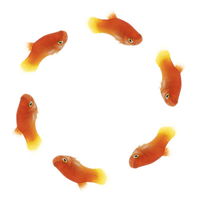 鱼圈