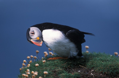 角嘴海雀