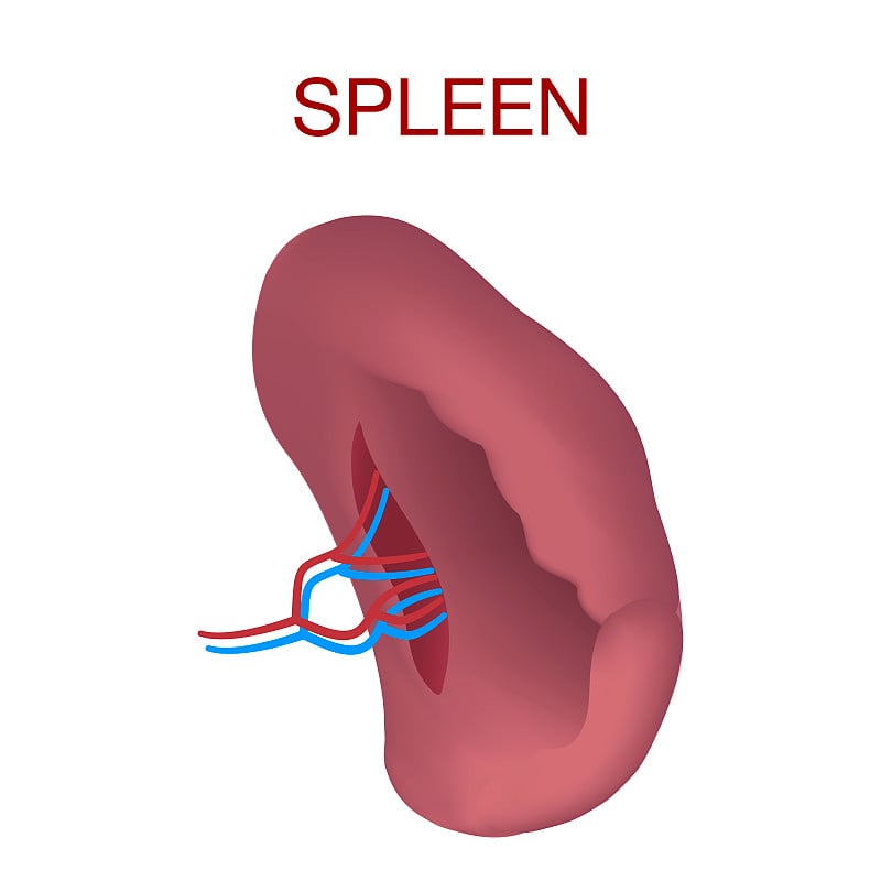 脾脏矢量模型的真实插图为网页设计孤立的白色背景
