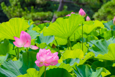 莲花