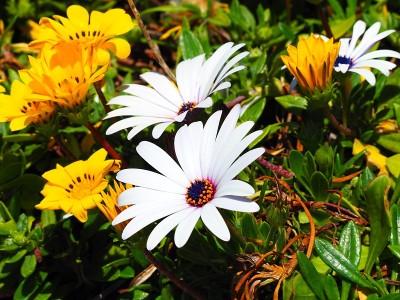 Osteospermum
