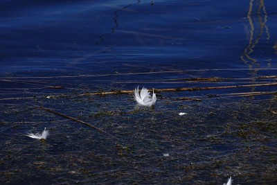 自然保护区水域和陆地动物平静