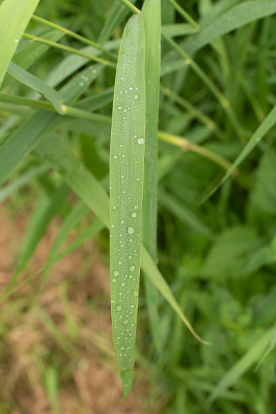 露珠草