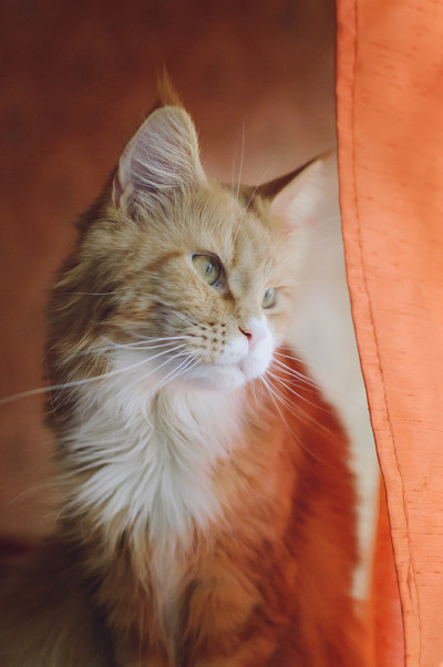 一只红猫缅因猫的肖像。