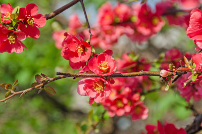 木瓜粉树花，Maule’s榅桲，Gutuiul japonez，户外近距离观察