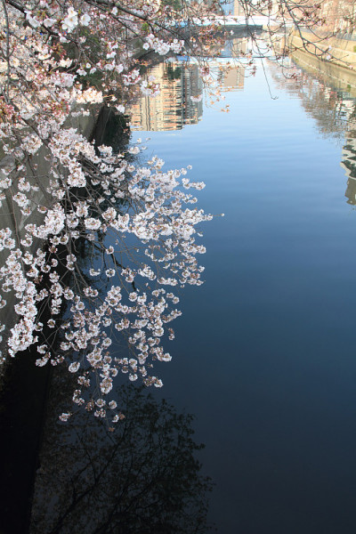 日本横滨大冈河边的一排樱花树