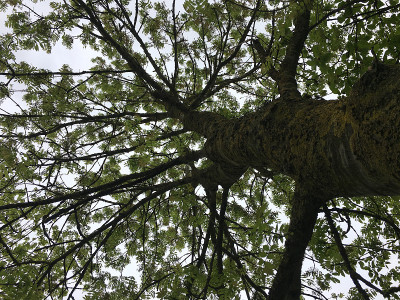 白蜡(Fraxinus excelsior)树- 2018年5月