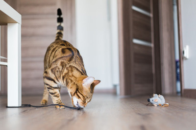 美丽的孟加拉猫玩老鼠玩具
