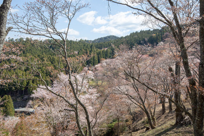 吉野山的樱花