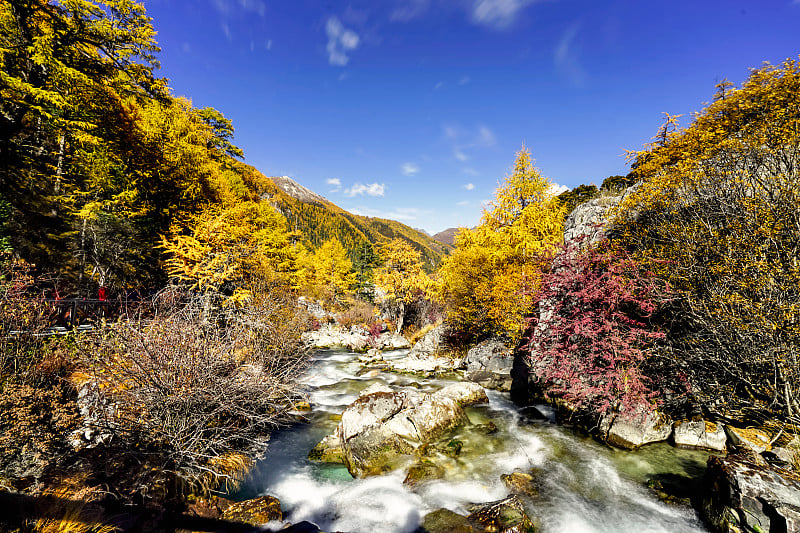 秋季松林自然景观。黄色和绿色的松树五颜六色的中国亚丁山区