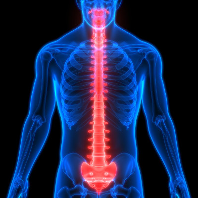 人体骨骼系统脊柱解剖学