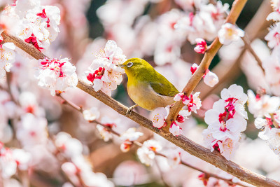 日本的白眼和梅花